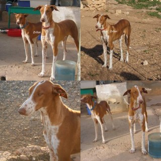 dillan c4 1391-107-17